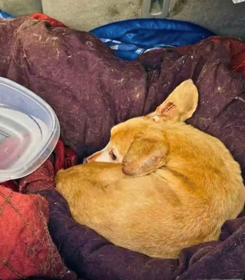 Cheezburger Image 10608838656