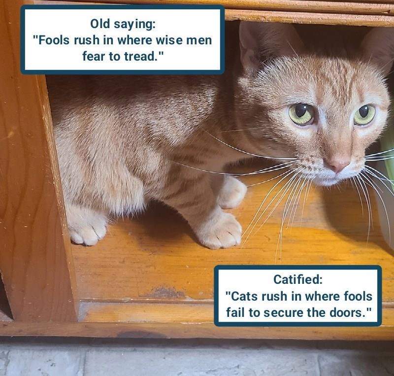 Cheezburger Image 10608843264