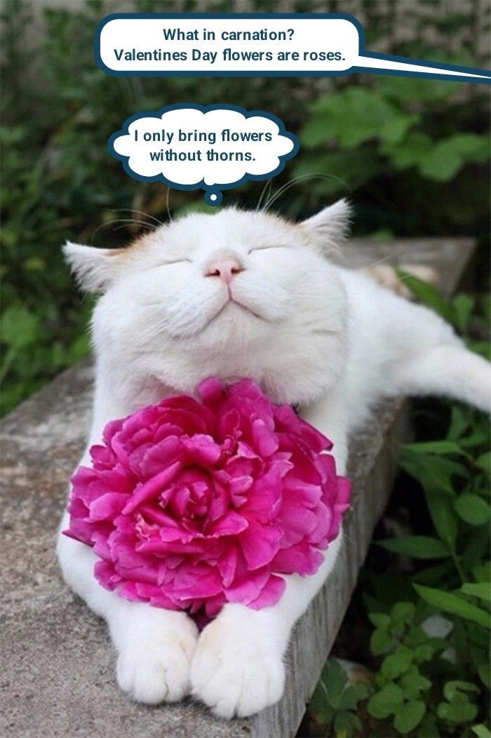 Cheezburger Image 10608852992