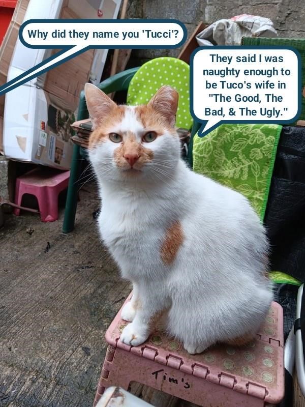 Cheezburger Image 10608855040