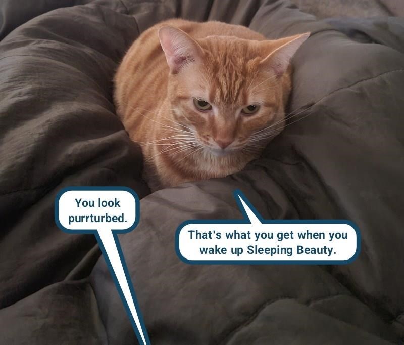 Cheezburger Image 10608859136