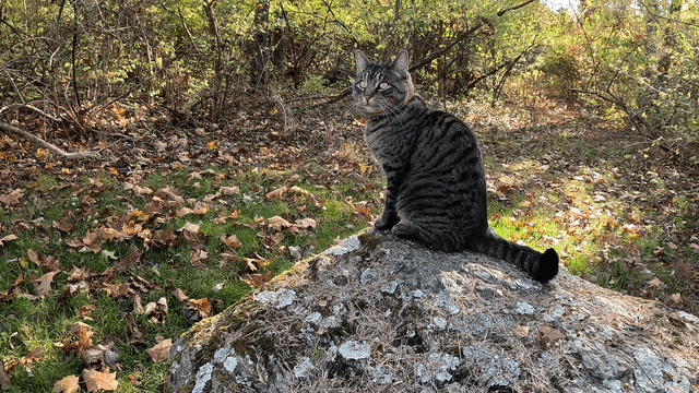 Cheezburger Image 10608890624