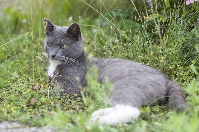 Cheezburger Image 10608890880