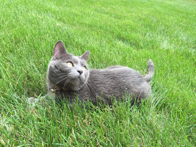 Cheezburger Image 10608891136