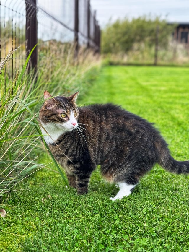 Cheezburger Image 10608891392