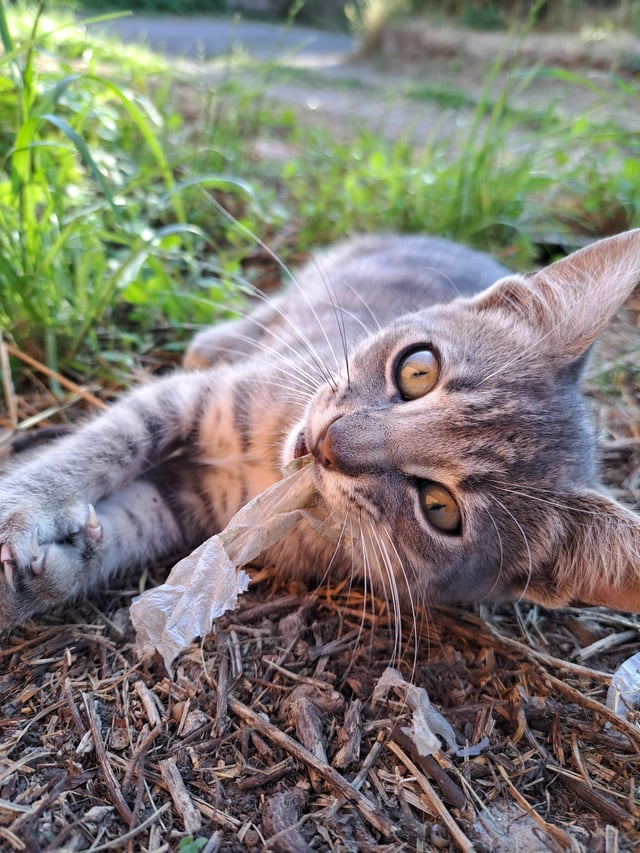 Cheezburger Image 10608891648