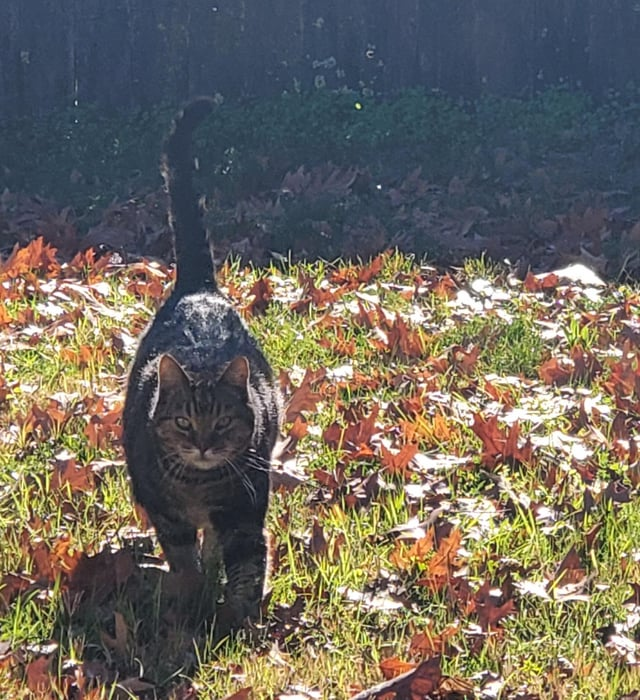 Cheezburger Image 10608891904