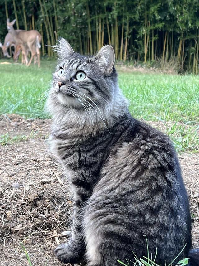 Cheezburger Image 10608892416