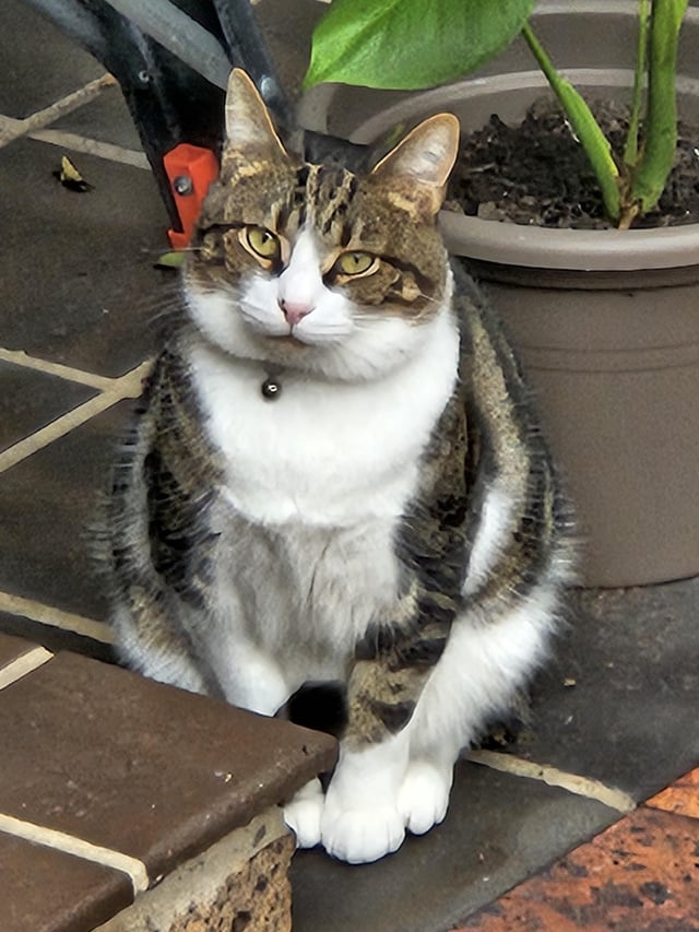 Cheezburger Image 10608892672