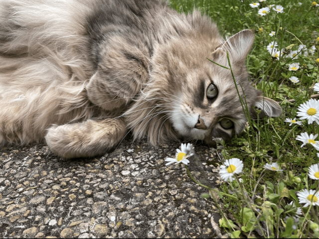 Cheezburger Image 10608892928