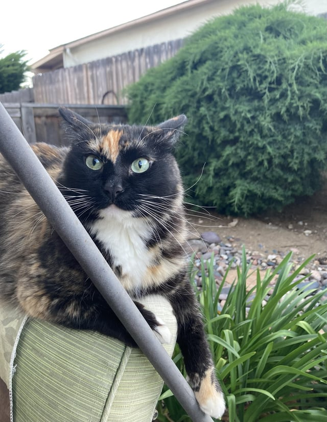 Cheezburger Image 10608893184