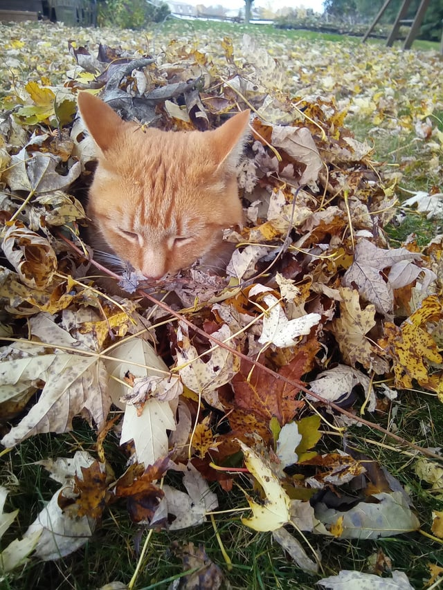 Cheezburger Image 10608893440