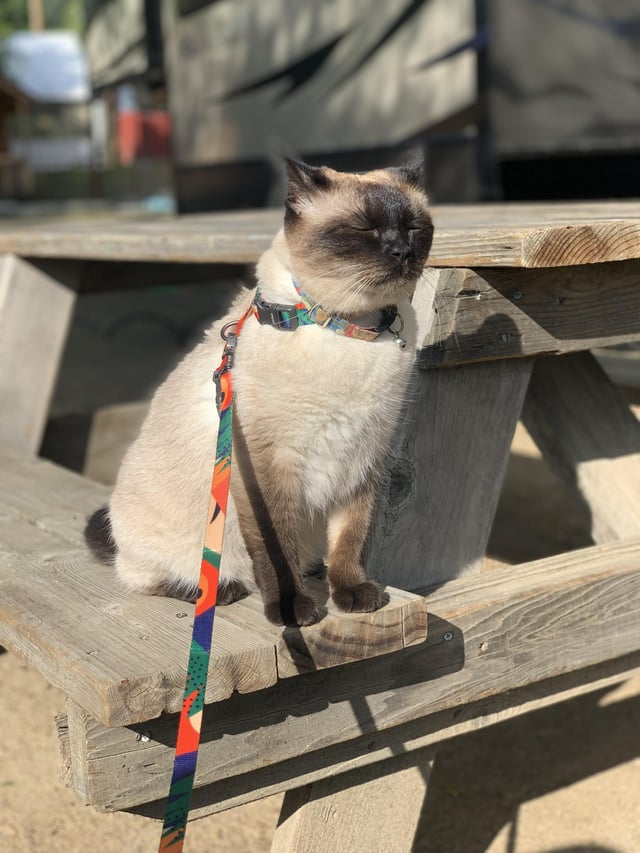 Cheezburger Image 10608893952