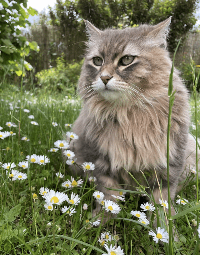 Cheezburger Image 10608894720