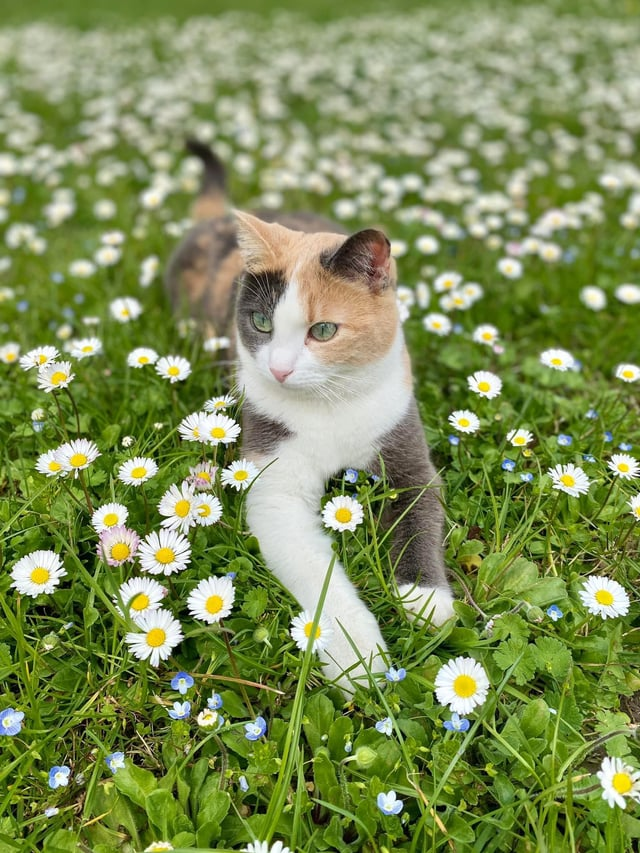 Cheezburger Image 10608894976