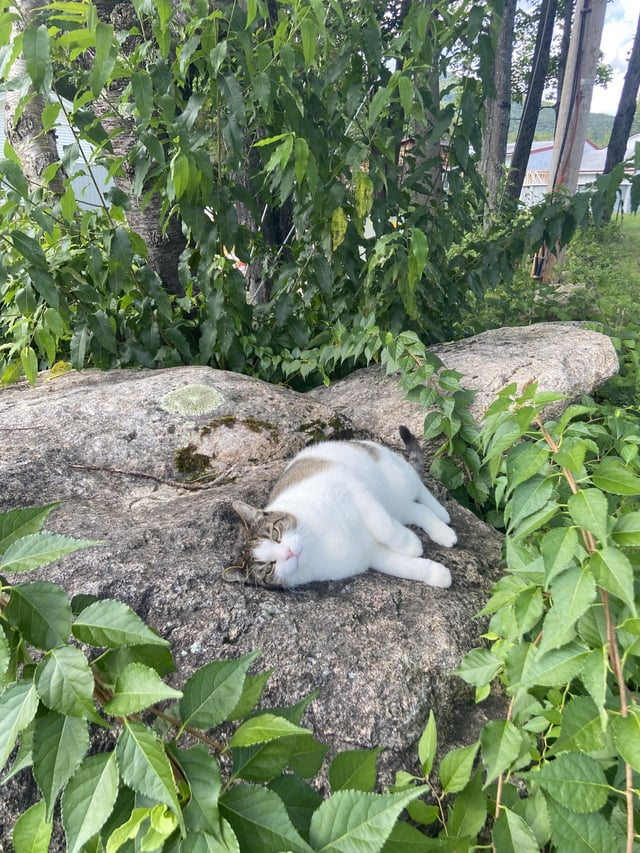 Cheezburger Image 10608895232