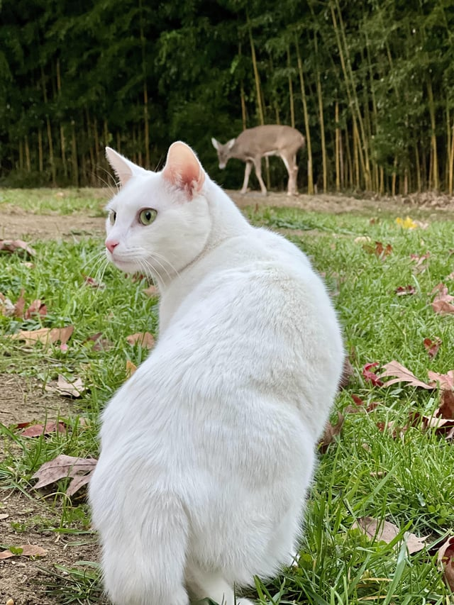 Cheezburger Image 10608895488