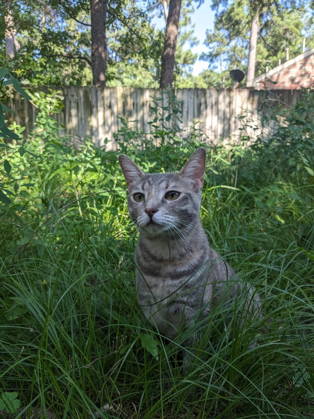 Cheezburger Image 10608896000