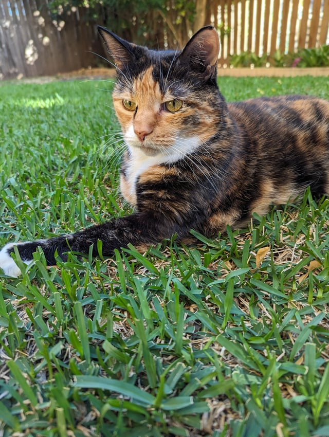 Cheezburger Image 10608896256