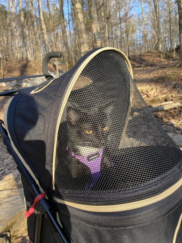 Cheezburger Image 10608896512