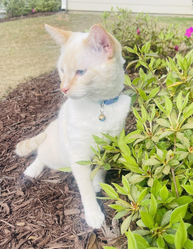 Cheezburger Image 10608896768