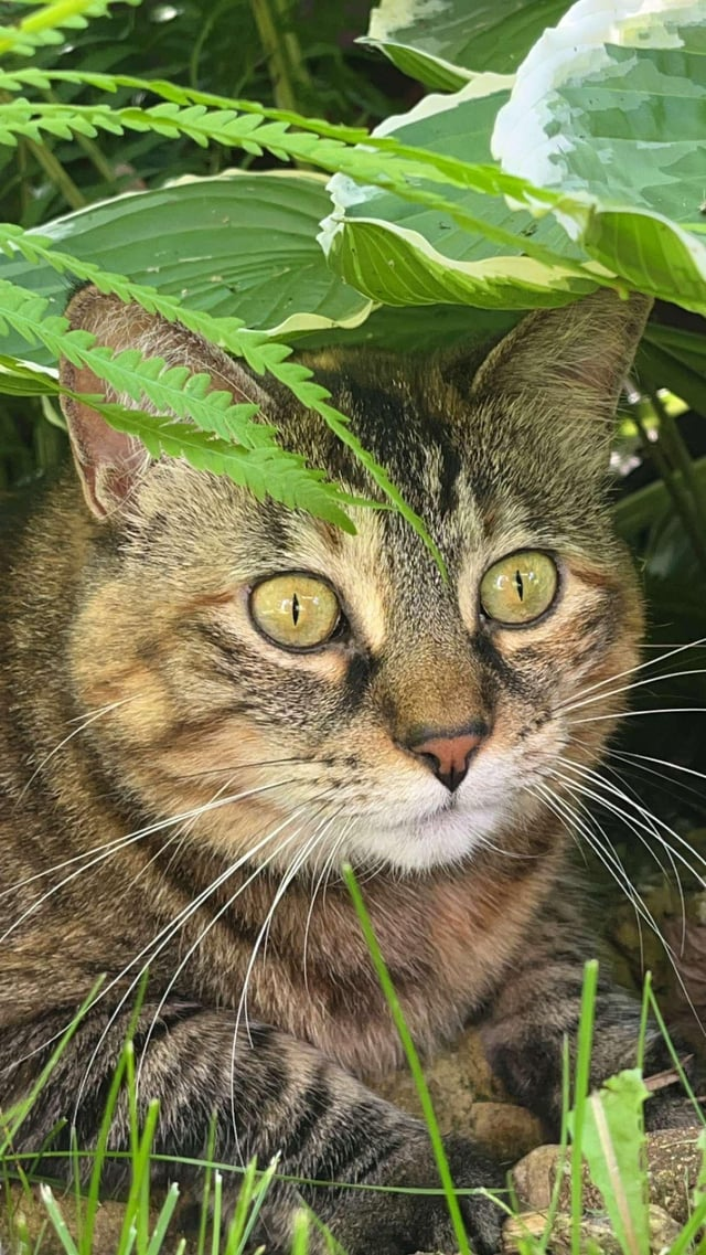 Cheezburger Image 10608897280