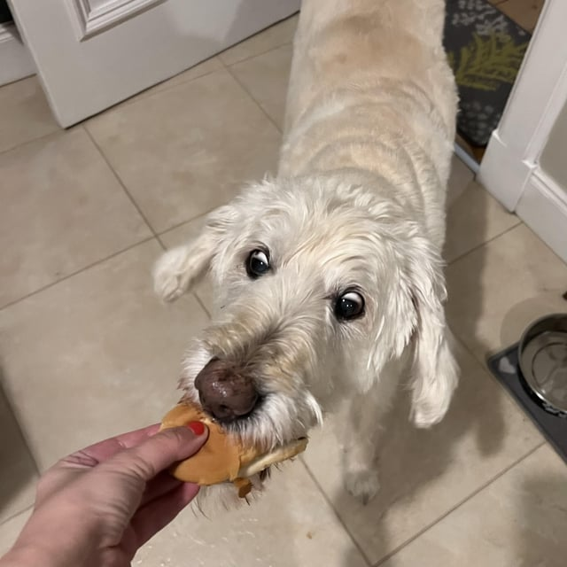 Cheezburger Image 10608914432