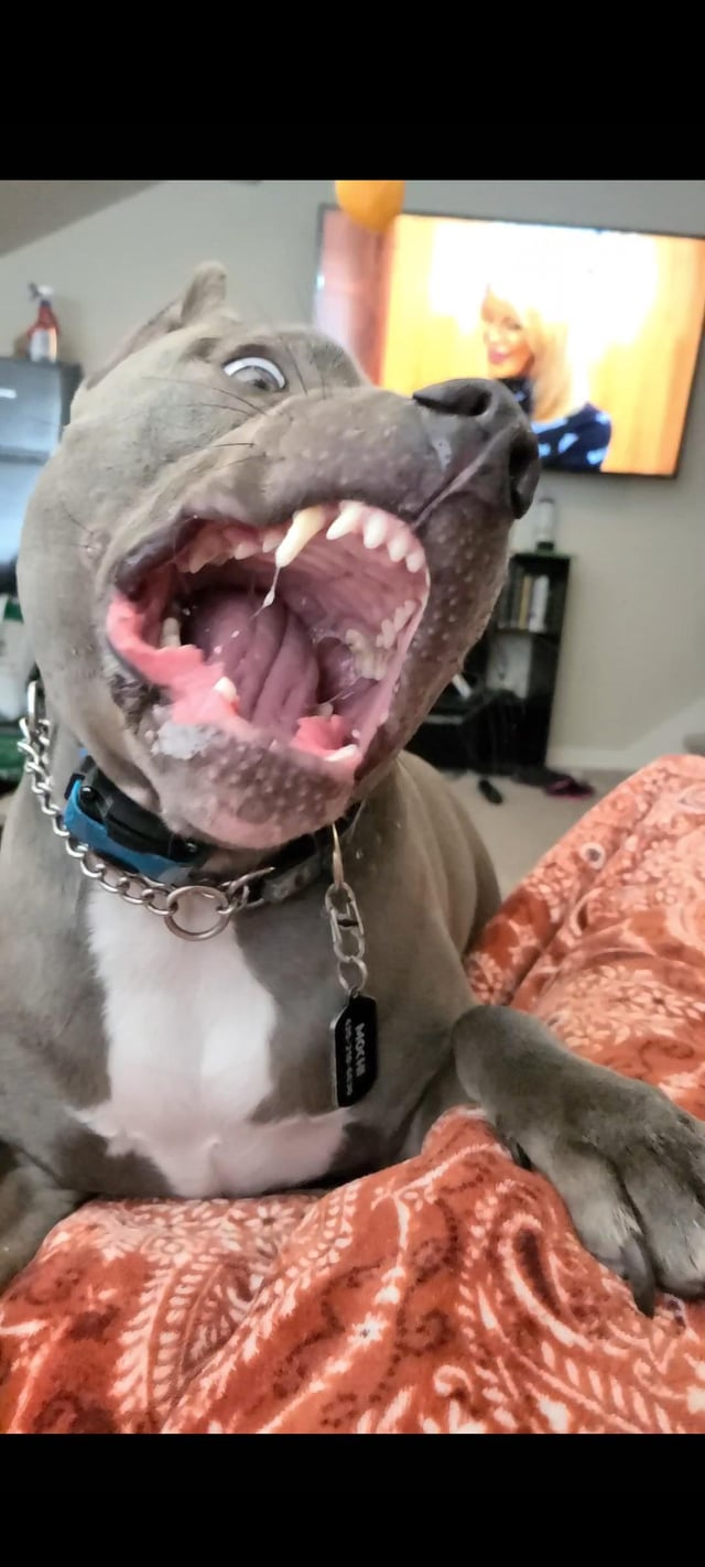 Cheezburger Image 10608915712