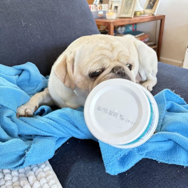 Cheezburger Image 10608917504