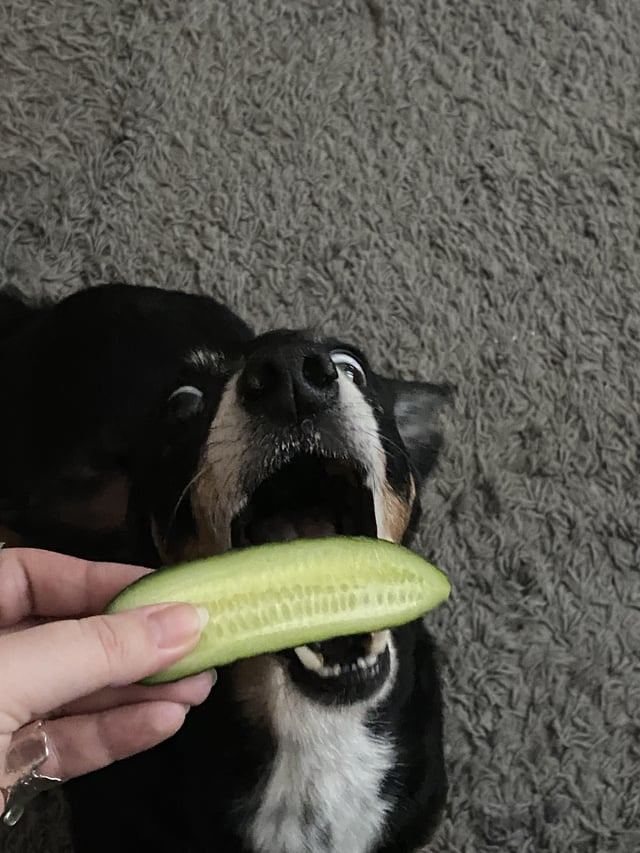 Cheezburger Image 10608918784