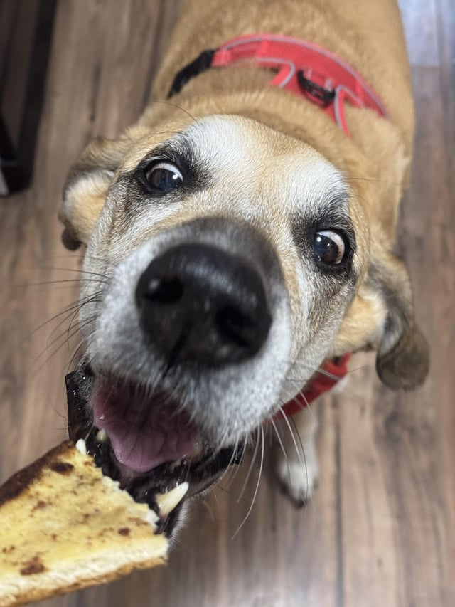 Cheezburger Image 10608919296