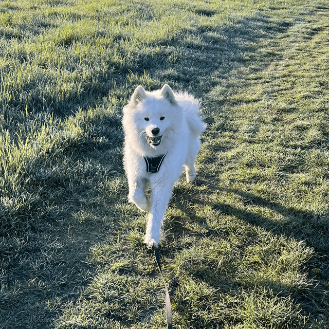 Cheezburger Image 10608919808