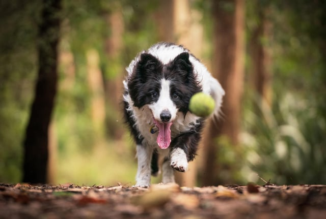 Cheezburger Image 10608920320