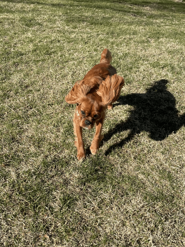 Cheezburger Image 10608921088