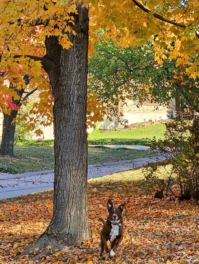 Cheezburger Image 10608921344