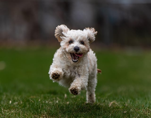 Cheezburger Image 10608922112