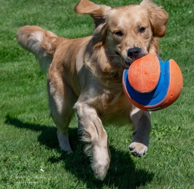 Cheezburger Image 10608922880