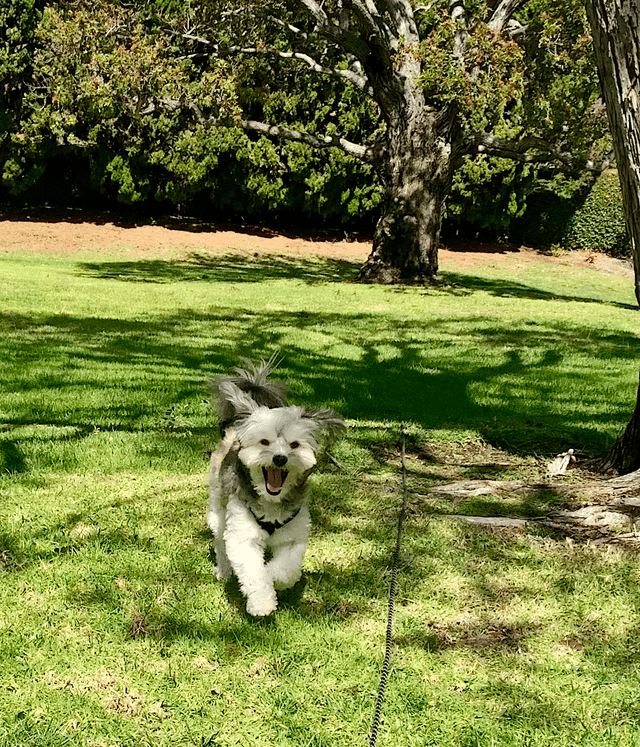 Cheezburger Image 10608925696