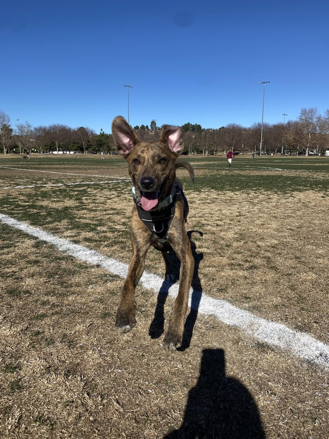 Cheezburger Image 10608926976