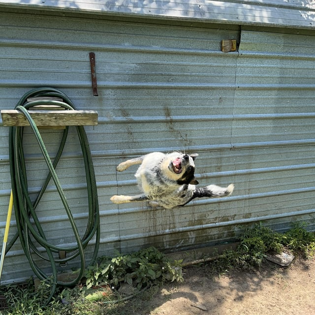 Cheezburger Image 10608927232