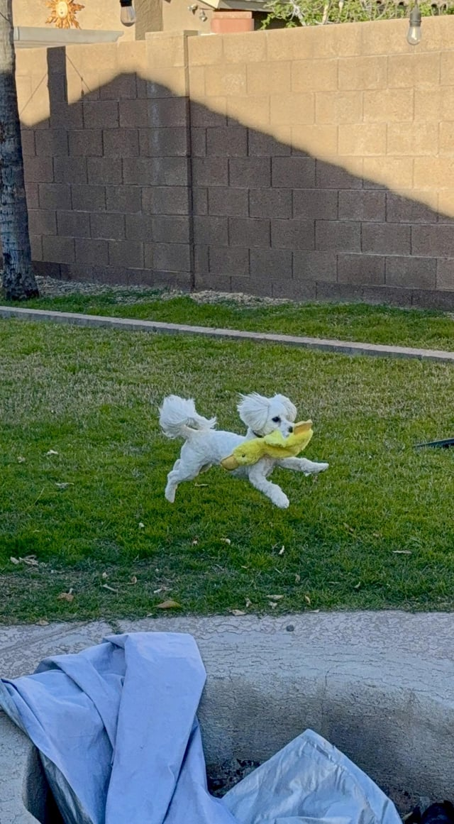 Cheezburger Image 10608927744