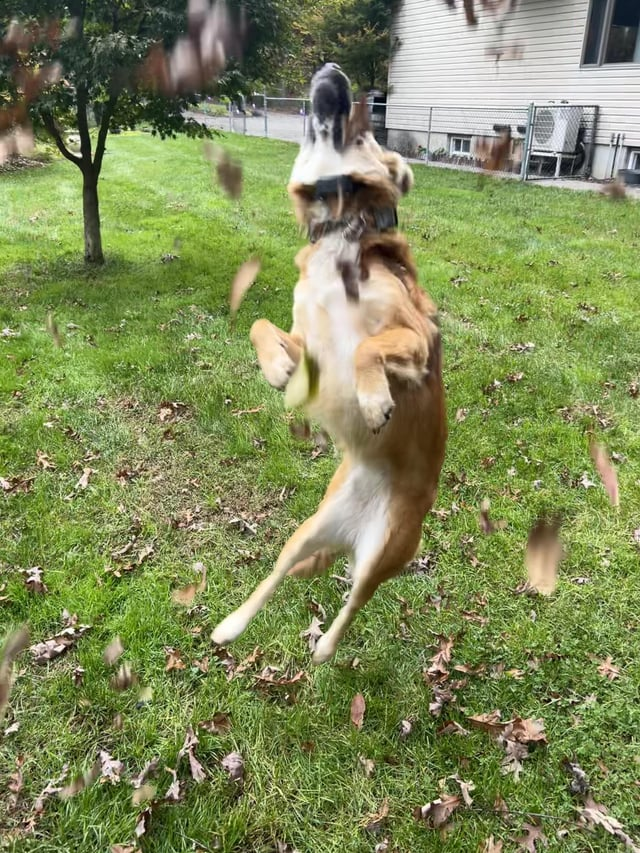 Cheezburger Image 10608928000