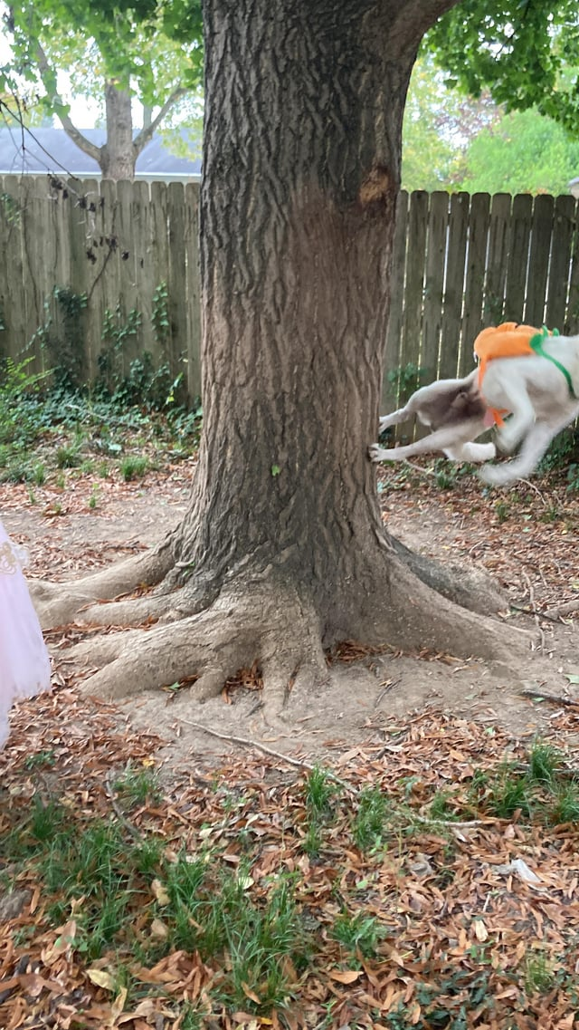 Cheezburger Image 10608928256