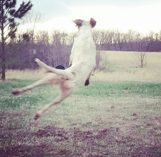 Cheezburger Image 10608928512