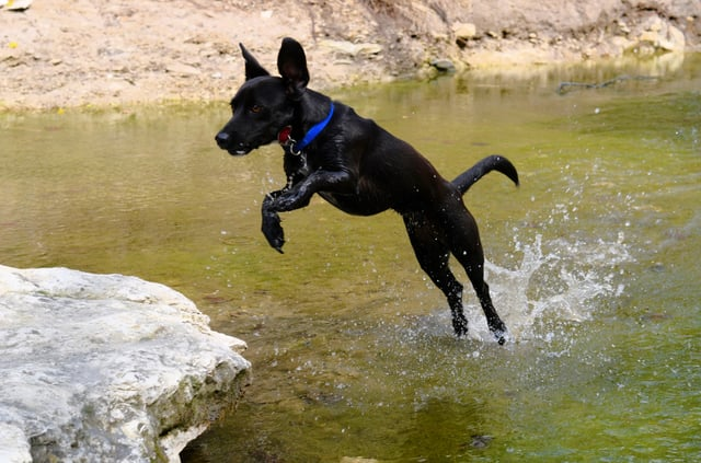 Cheezburger Image 10608929024