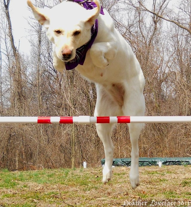 Heather Lovelace sore