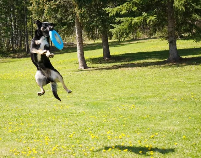 Cheezburger Image 10608930048