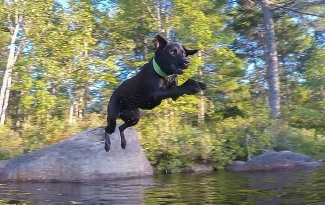 Cheezburger Image 10608931072