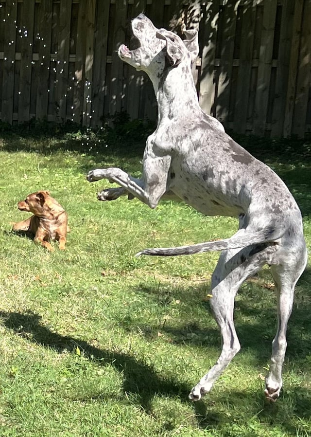 Cheezburger Image 10608931328