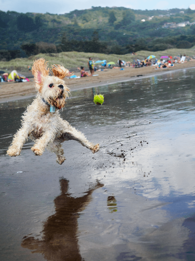 Cheezburger Image 10608931584